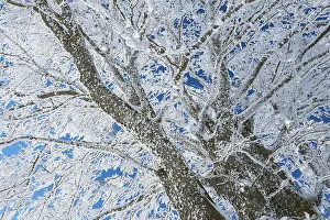 Deciduous Tree In Winter Drucke: Frosty branches of a beech tree