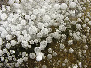 Cold Winter Scene Drucke: Frozen air bubbles