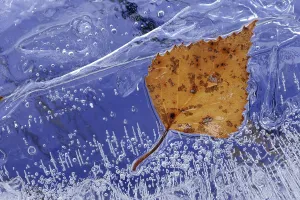 Wintry Nature Scene Drucke: Frozen birch leaf