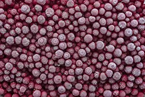 Central European Berries Drucke: Frozen currants (Ribes), Germany