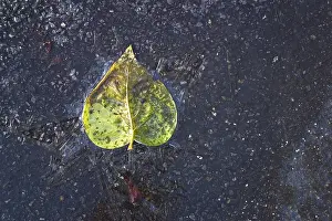 Winter Nature Photography Drucke: Frozen leaf