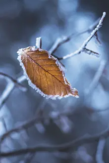 Close Up Nature Photography Drucke: One frozen leaf on a tree branch in the forest in winter