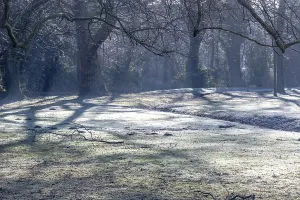 Bilder Datiert 27. Januar 2024: Frozen park winter scene print