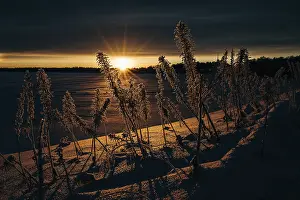 Deserted Nature Photography Drucke: Frozen plants in the setting sun in Lapland