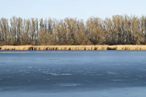 Thuringia Landscape Photography Drucke: Frozen pond, reeds and trees, Thuringia, Germany
