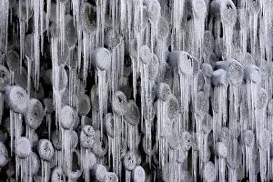 Icicle Close Up Drucke: Frozen stack of logs, icicles