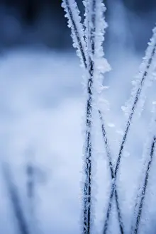 Cold Weather Photography Drucke: Frozen straw