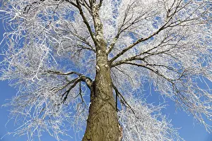 Deserted Winter Landscape Drucke: Frozen tree