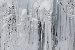 Deserted Snow Scene Drucke: Frozen tree with long icicles, detail
