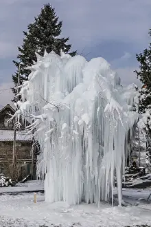 Luzern Drucke: Eisiger Baum mit langen Eiszapfen, Malters.