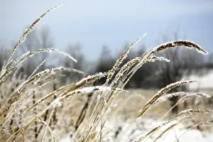 Winter Landscape Drucke: Frozen Wild Grass
