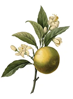 Colorful Fruits Drucke: Fruit and blossoms of the orange