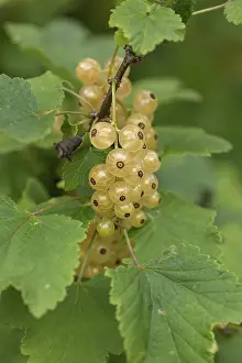 White Currant Drucke: Fruit cluster of the white currant (Ribes sativa) on a bush