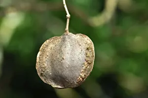 Jacaranda Tree Drucke: Fruit of the jacaranda tree (Jacaranda mimosifolia)