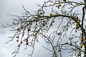 Deserted Orchard Scene Drucke: Fruit mummies on the apple tree, Germany
