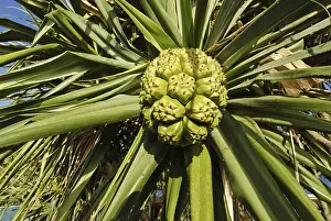 Deserted Island Plant Life Drucke: Fruit of a Pandanus tree (Pandanus tectorius)