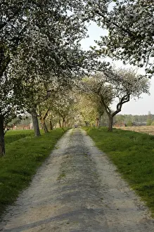 Country Lane Drucke: Fruit tree avenue