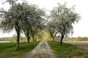 Country Lane Drucke: Fruit tree avenue