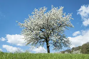 Meadow Orchard Scenery Drucke: Fruit tree in blossom on a meadow