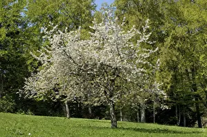 White Cherry Blossoms Drucke: Fruit tree with cherry blossom in spring