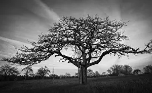 Deciduous Tree In Meadow Drucke: A fruit tree in a meadow against the evening sky