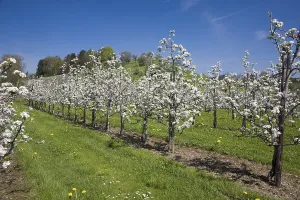 European Flora Botany Drucke: Fruit tree pruning, fruit trees in bloom