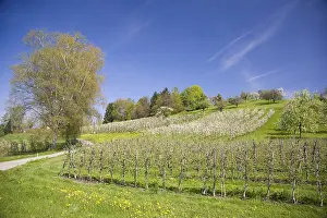 Drucke von Baumzüchtung von Fruchtsträuchern, blühende Fruchtsträucher in Lindau am Bodensee, Bodensee, Bayern, Deutschland, Europa Bodensee Drucke: Baumzuchtwesen, Blühende Fruchtbaums.