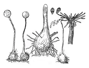 Deserted Mushroom Scene Drucke: Fruiting device (perithecium) of the fungus