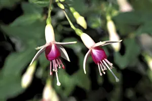 European Garden Drucke: Fuchsia
