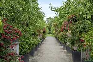 North Rhine Westphalia Flora Drucke: Fuchsia Show District Educational Garden