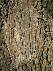 Tree Bark Close Up Drucke: Full-format close-up of a roughly structured tree bark