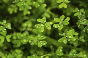 Atlantic Ocean Island Scenery Drucke: Full-format image of clover (Oxalis)