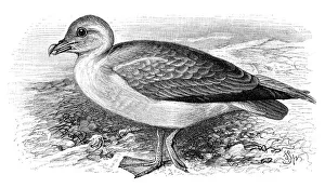 Wild Animal Illustrations Online Drucke: Fulmar petrel (Procellaria glacialis)