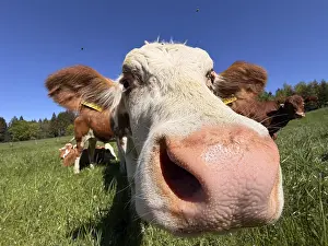 Humorous Livestock Farming Drucke: Funny curious cow looking at camera