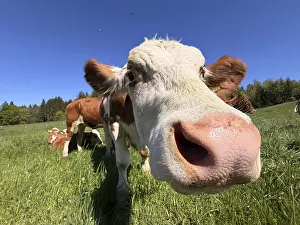 Curious Young Animal Drucke: Funny curious cow looking at camera