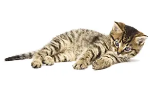Young Animal Drucke: Funny kitten