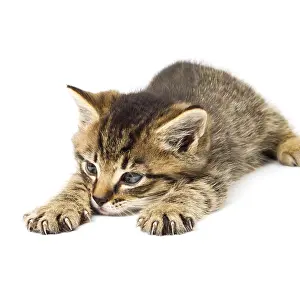 Young Animal Drucke: Funny kitten