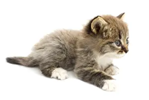 Kitten Studio Photography Drucke: Funny kitten