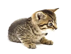 Kitten Studio Photography Drucke: Funny kitten