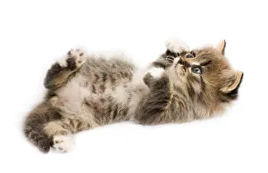 Siberian Kitten Drucke: Funny kitten