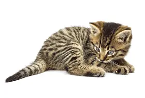 Young Animal Drucke: Funny kitten