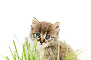 Studio Shot Of A Kitten Drucke: Funny kitten