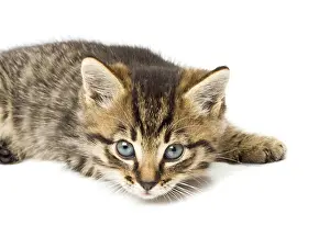Young Animal Drucke: Funny kitten