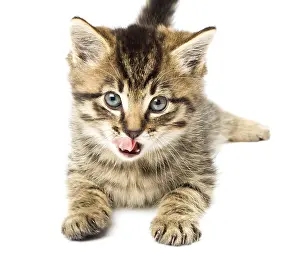 Young Animal Drucke: Funny kitten