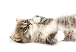 Kitten Studio Photography Drucke: Funny kitten