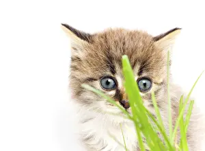 Funny Kitten Drucke: Funny kitten