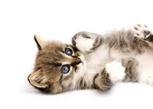 Domestic Pet Photography Drucke: Funny kitten