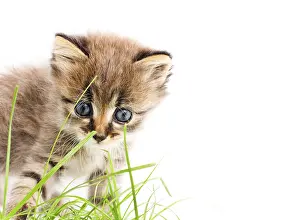 Kitten Photography Drucke: Funny kitten