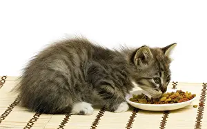 Humorous Animal Photography Drucke: Funny kitten