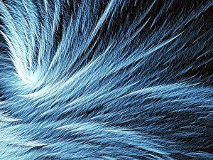 Fractal Texture Drucke: Fur or feather texture - abstract computer-generated image